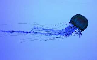 blue jellyfish (18)