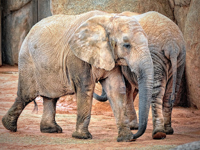 foto de elefantes en pareja 