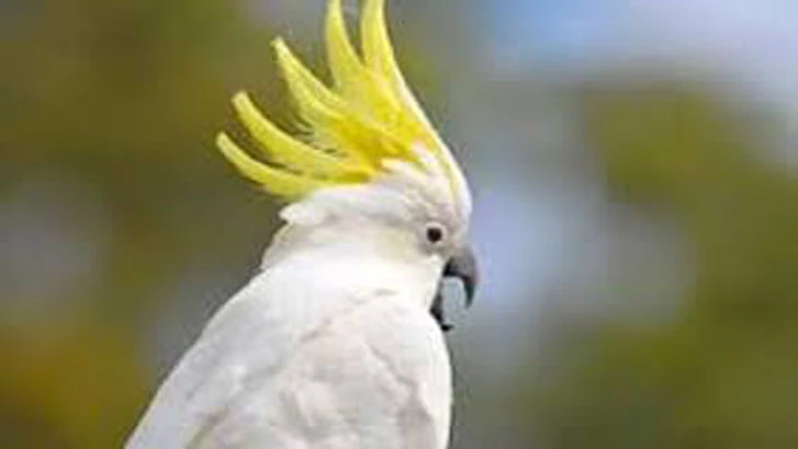 Beautiful pictures of cockatoo birds - dove, cuckoo, myna, teal, pigeon, magpie, cockatoo, beautiful pictures of birds - birds - NeotericIT.com