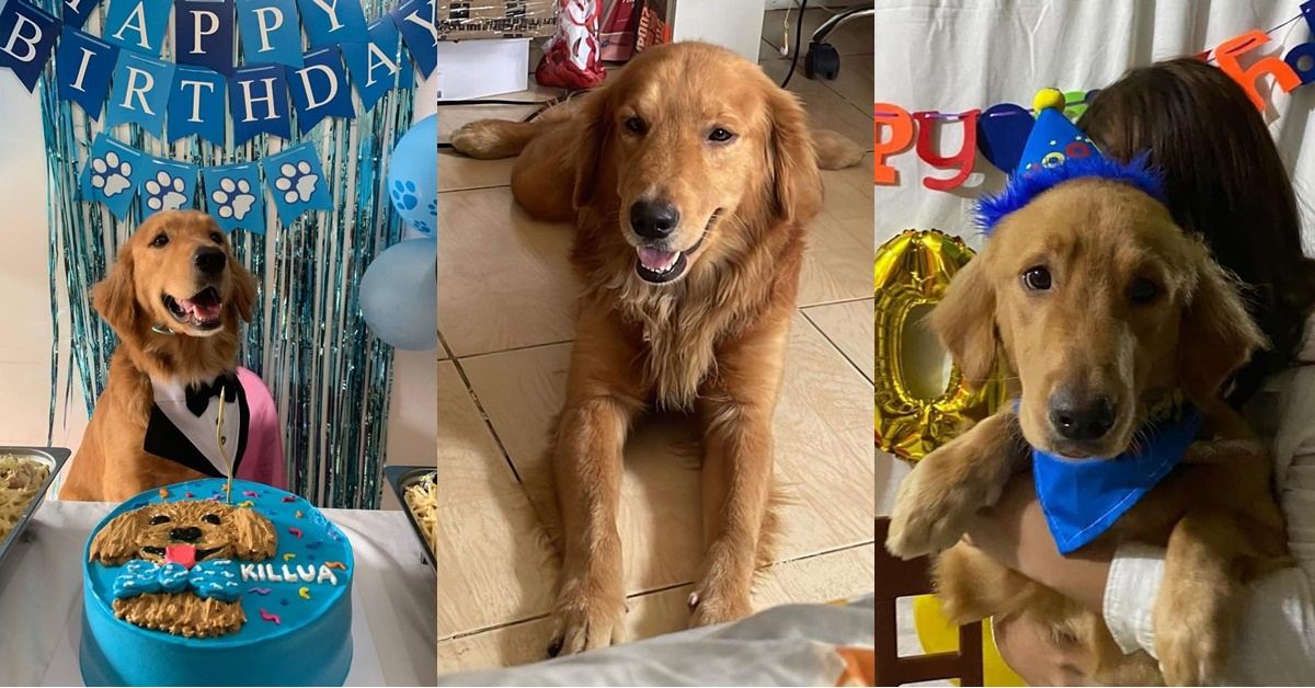 Fur mom, netizens condemn killing of golden retriever dog