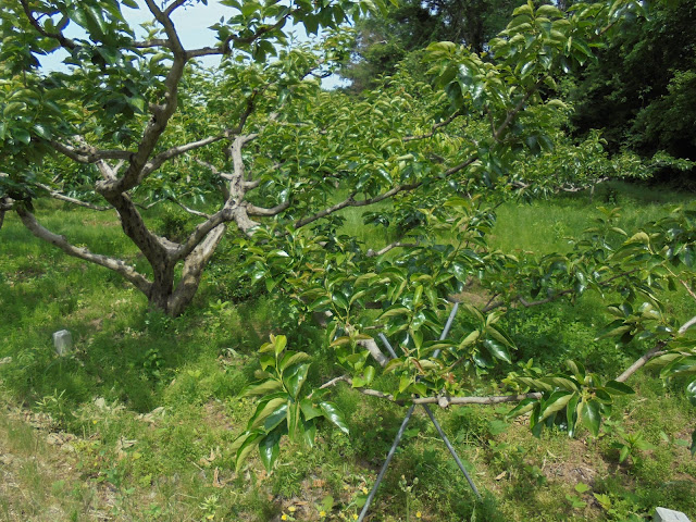 柿木園の柿木