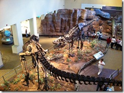 2010-11-NH TRex