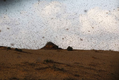 locusts fly near Kmehin in Israel's Negev desert
