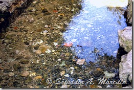 IMG_3304d[2]
