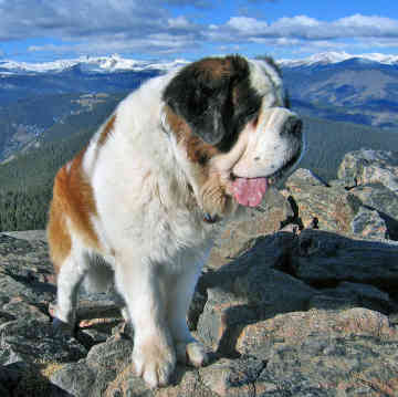 Saint Bernard Pictures