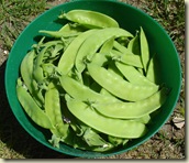 mangetout_1_1