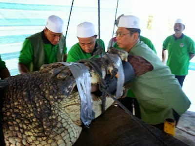 Lihat Dr Haron din tangkap buaya 