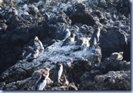 Pinguins