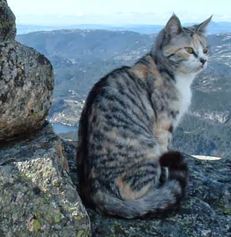 42 HQ Photos Chinese Mountain Cat For Sale : Chinese Mountain Cat - PoC