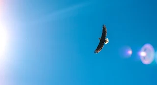 An eagle flying towards the sun in this photo, traveling from right edge towards left