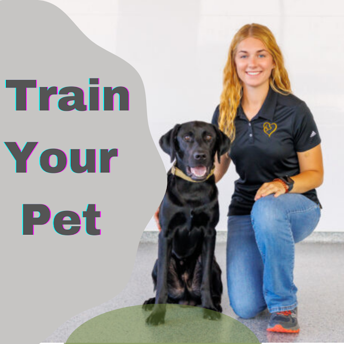 How to Train a Dog to Pay Attention | American service pets