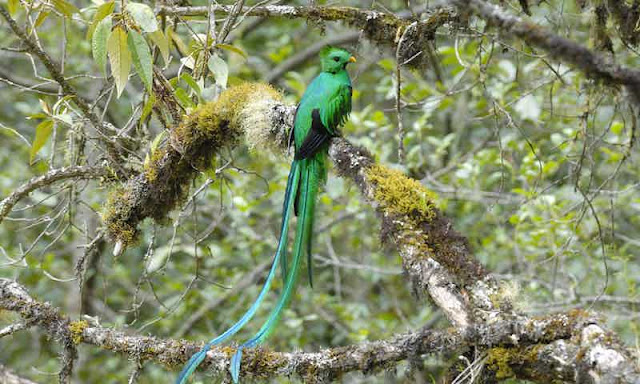 Quetzal