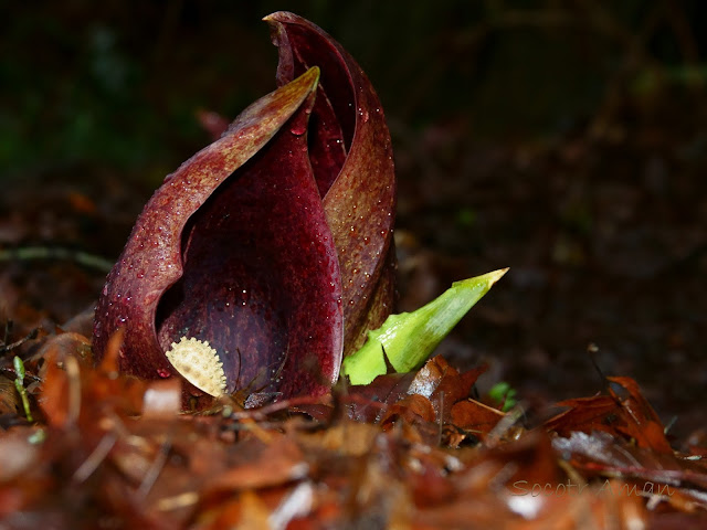 Symplocarpus renifolius