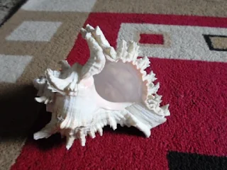 The Hindu Devotional Conch Shell, the Annapurna Shankha