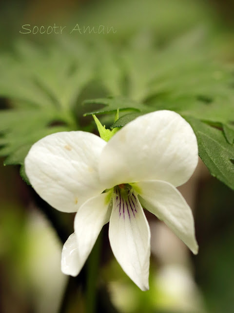 Viola chaerophylloides