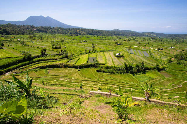 Risaie Tirta Gangga-Bali