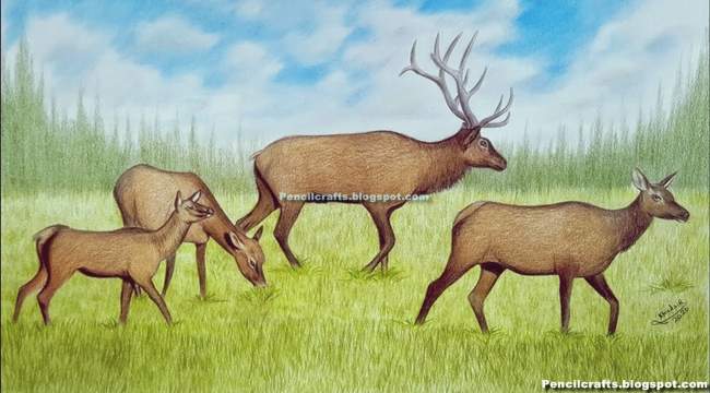 Color Pencil drawing Deer-beginner