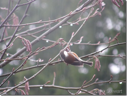 Chestnutback Chickadee