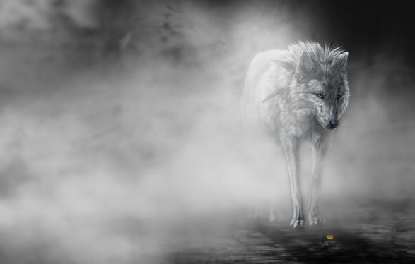 wolf wallpaper very great   Pets Cute and Docile