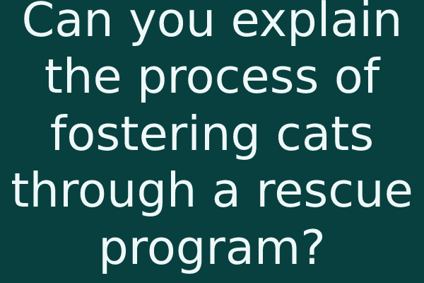 Can you explain the process of fostering cats through a rescue program?