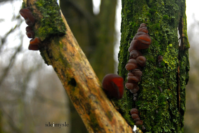 uszak bzowy, ucho bzowe, grzyby zimowe, grzyby wiosenne, jadalne huby, grzyb mun, grzyb mung, auricularia auricula-judae, wood ear, jelly ear