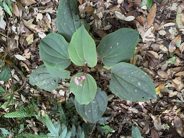 Phyllagathis megalocentra