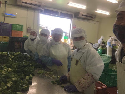 Part-timers processing bellpeppers in a food processing plant in Oarai