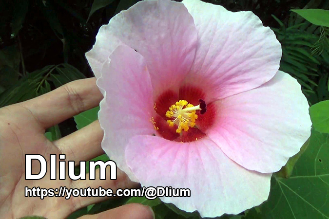 Dlium Pink hibiscus (Hibiscus indicus)