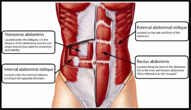 anatomi otot perut wanita