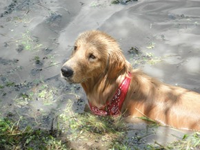 Pets Adventure 10 (30_1) (58)