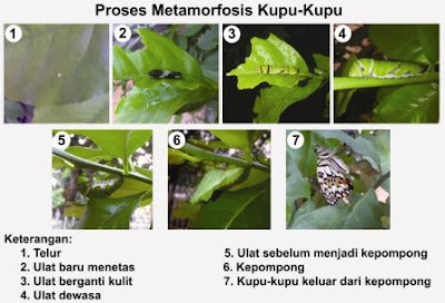 Fase Pertumbuhan dan Perkembangan Hewan