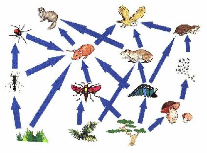 forest food chain examples