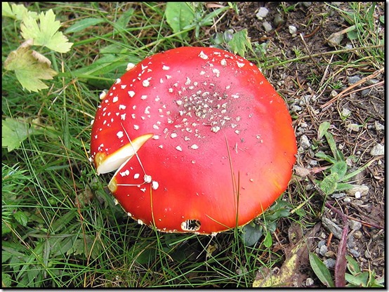 70-Amanita-muscaria-or-Fly-Agaric