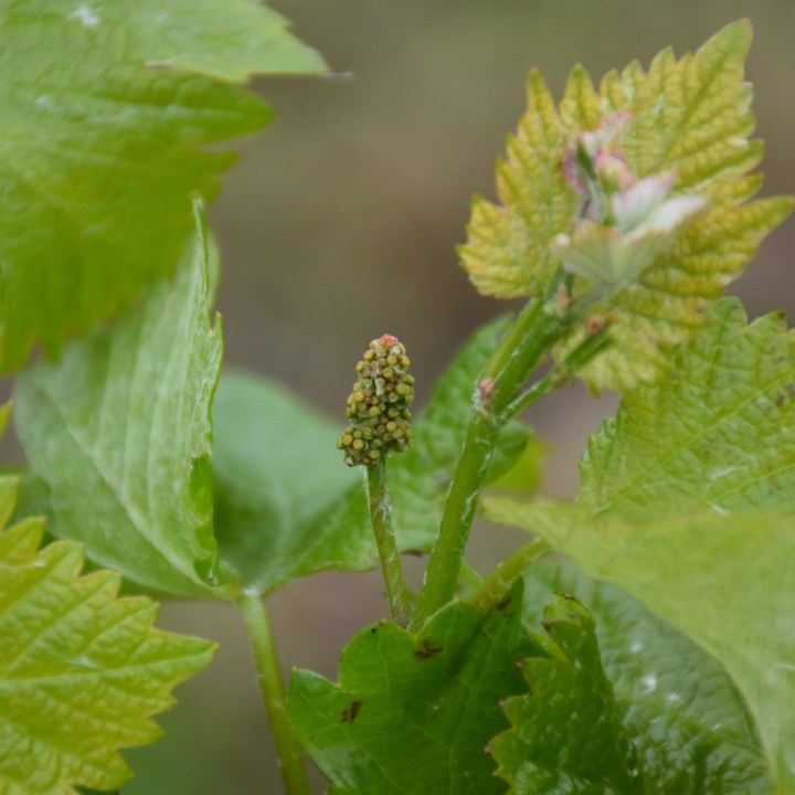 Blüte des Weinstocks