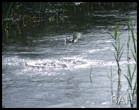 DSCF2974