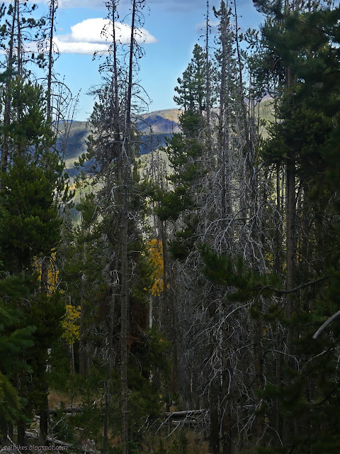 39: aspen among pines