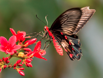 Butterfly Wallpaper Download - Butterfly Pic Download - Butterfly Drawing - Butterfly Wallpaper - projapoti pic - NeotericIT.com