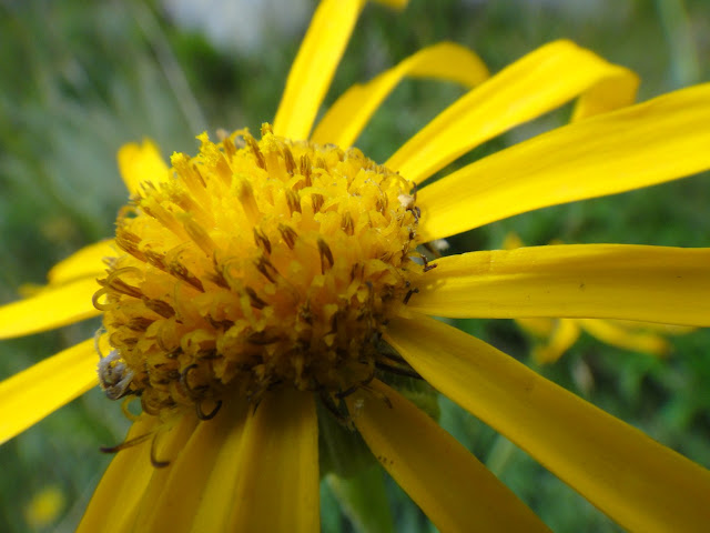 fleurs de montagne