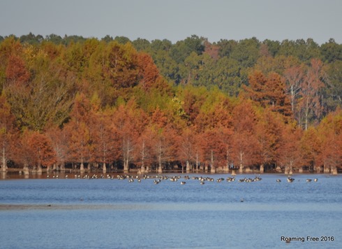 Geese on Cantey Bay