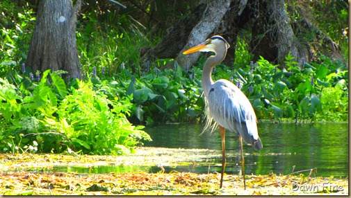 Silver Springs State Park_058