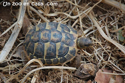 Juvenil de tortuga mediterránea