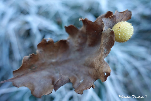 Oak gall South of France