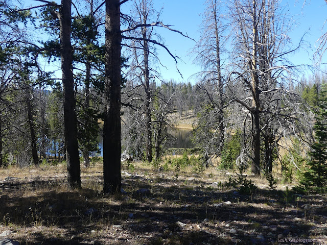 032: small lake in the trees