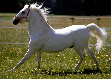 caballos de carreras. los caballos de carreras y