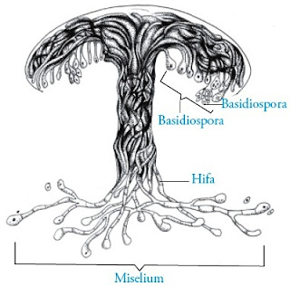Divisi Basidiomycotina sering disebut juga sebagai the club Pintar Pelajaran Divisi Basidiomycotina : Fungi Pengertian Ciri-ciri Struktur Sel Reproduksi Contoh