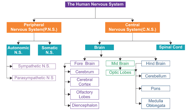 NCERT & SEBA SCIENCE CLASS X SOLUTION