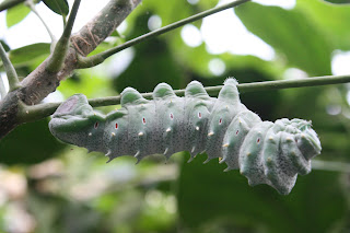 caterpillar Dierenpark Emmen November