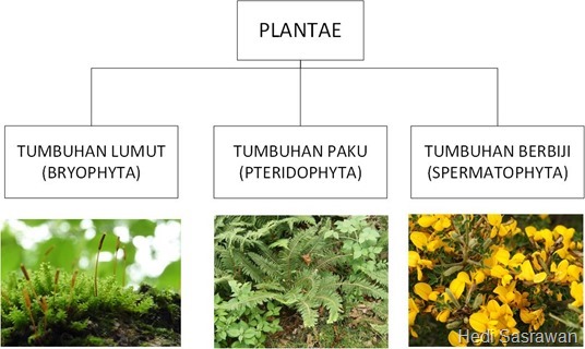 Kingdom plantae ialah kelompok pembagian terstruktur mengenai makhluk hidup multiseluler dan sebagian besar  3 Klasifikasi Kingdom Plantae