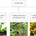 3 Penjabaran Kingdom Plantae