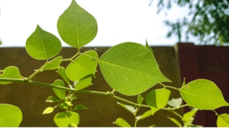 A plant with green Indian rosewood leaves against a wall.